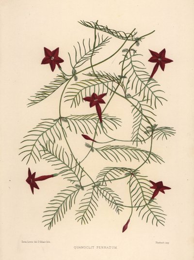 Cypress Vine or Cypressvine Morning Glory, Ipomoea Quamoclit by Unknown